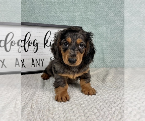 Medium Photo #5 Dachshund Puppy For Sale in FRANKLIN, IN, USA