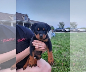 Rottweiler Puppy for sale in AVILLA, IN, USA
