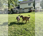 Small #4 Mutt