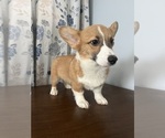 Small #39 Pembroke Welsh Corgi