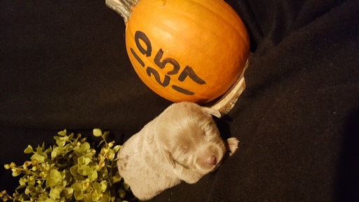 Medium Photo #1 Labrador Retriever Puppy For Sale in CATAWISSA, MO, USA