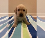 Small Photo #10 Labrador Retriever Puppy For Sale in LELAND, NC, USA
