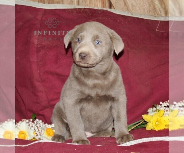 Medium Photo #2 Labrador Retriever Puppy For Sale in STEWARTSTOWN, PA, USA