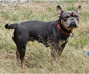 Gigi - Female French Bulldog-Staffordshire Bull Terrier Mix Dog for Adoption - Photo #3