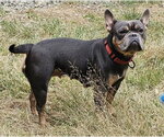 Small Photo #3 French Bulldog-Staffordshire Bull Terrier Mix Puppy For Sale in Olalla, WA, USA