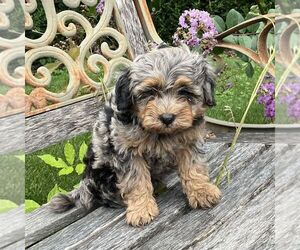 Medium Bichpoo