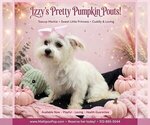 Image preview for Ad Listing. Nickname: Izzy