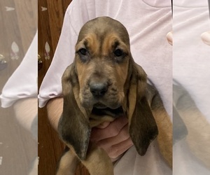 Bloodhound Puppy for sale in FORT MORGAN, CO, USA