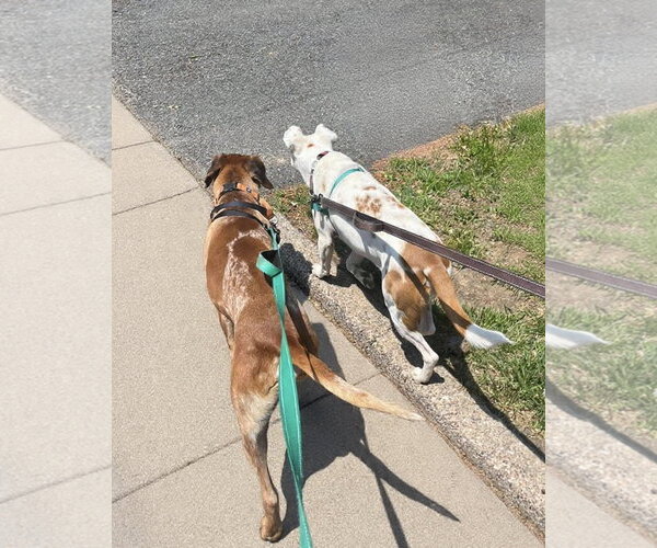 Medium Photo #7 Coonhound-Unknown Mix Puppy For Sale in Westwood, NJ, USA
