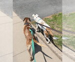 Small #6 Coonhound Mix