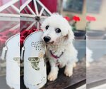 Small Photo #3 Bichon Frise Puppy For Sale in Sioux Falls, SD, USA