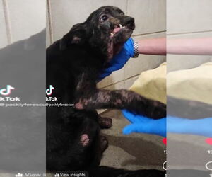 Destiny - Female Mutt Dog for Adoption - Photo #6