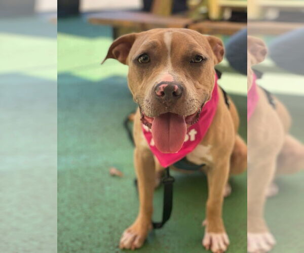 Medium Photo #39 American Pit Bull Terrier-Labrador Retriever Mix Puppy For Sale in Derwood, MD, USA