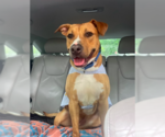 Small Labrador Retriever Mix
