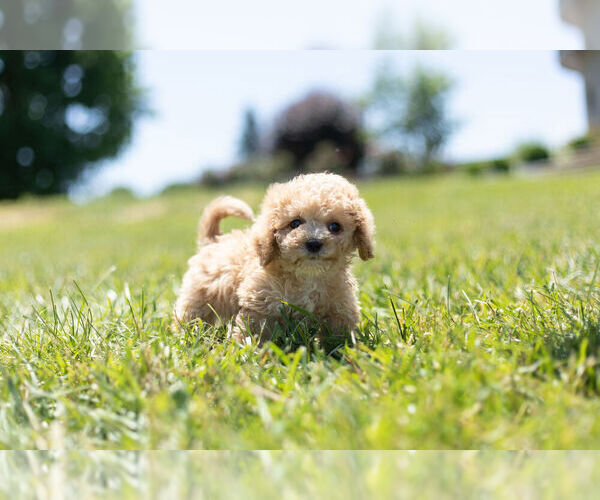 Medium Photo #6 Cavapoo Puppy For Sale in WARSAW, IN, USA