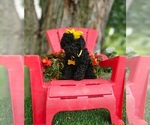 Small #8 Poodle (Toy)