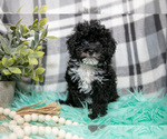 Small #1 Poodle (Toy)