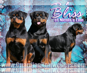 Mother of the Rottweiler puppies born on 12/24/2022