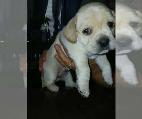 Medium Photo #2 Cockerhuahua Puppy For Sale in Aurora, IN, USA