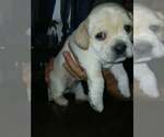 Small Photo #2 Cockerhuahua Puppy For Sale in Aurora, IN, USA