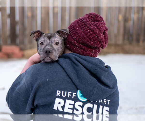 Medium Photo #17 Staffordshire Bull Terrier-Unknown Mix Puppy For Sale in Princeton, MN, USA