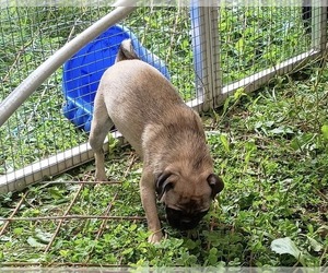 Pug Puppy for Sale in AUGUSTA, Wisconsin USA