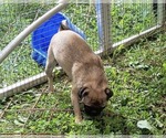 Waffles - Female Pug Puppy for Sale - Small photo