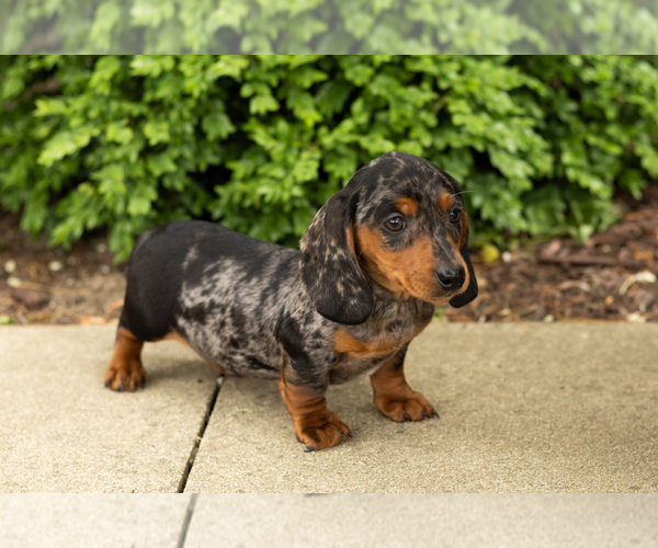 Medium Photo #2 Dachshund Puppy For Sale in BREMEN, IN, USA