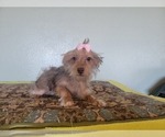Small Photo #4 YorkiePoo Puppy For Sale in TUCSON, AZ, USA