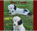 Small Photo #47 Border Collie Puppy For Sale in BROOKFIELD, MO, USA