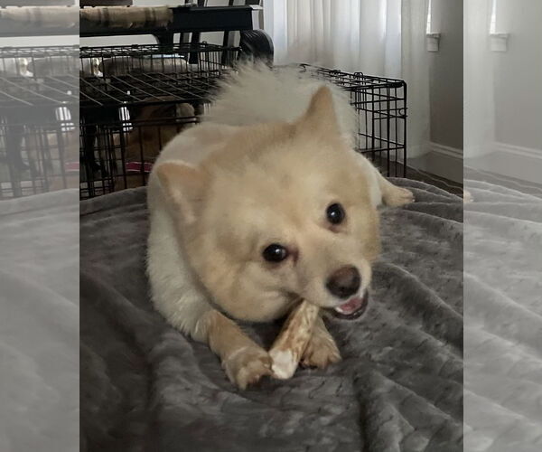Medium Photo #4 Pomeranian Puppy For Sale in Doylestown, PA, USA