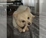 Small #3 Pomeranian