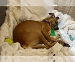 Small #5 Chiweenie