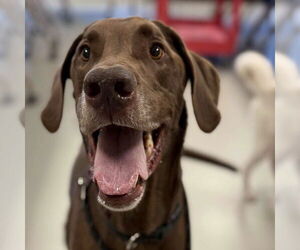 Great Dane-Unknown Mix Dogs for adoption in Canton, CT, USA