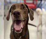 Small Great Dane Mix