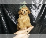 Puppy Lucas AKC Poodle (Toy)