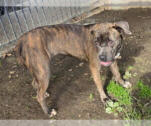 Mutt Dogs for adoption in Riverside, CA, USA