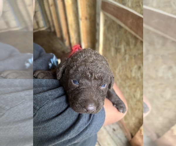 Medium Photo #10 Chesapeake Bay Retriever Puppy For Sale in COOKEVILLE, TN, USA