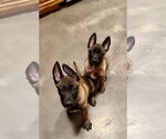 Small #12 German Shepherd Dog