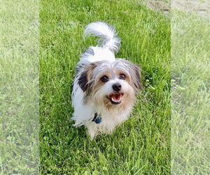 Mutt Dogs for adoption in St. Louis Park, MN, USA