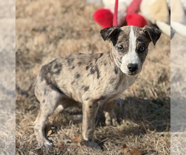 Medium Photo #4 Border-Aussie Puppy For Sale in Yardley, PA, USA