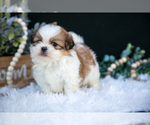 Small Photo #3 Shih Tzu Puppy For Sale in CLARE, MI, USA