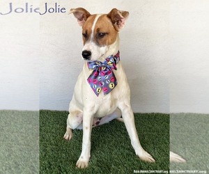 Jack Russell Terrier-Unknown Mix Dogs for adoption in San Diego, CA, USA