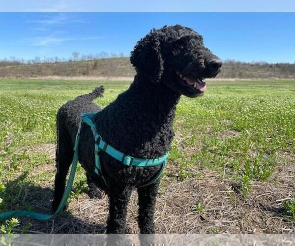 Medium Photo #1 Poodle (Standard) Puppy For Sale in CHARITON, IA, USA