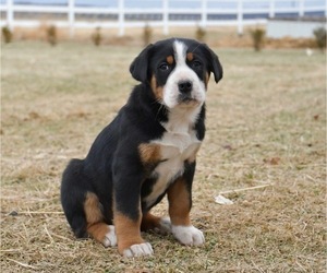 Greater Swiss Mountain Dog Puppy for sale in BELLEFONTE, PA, USA