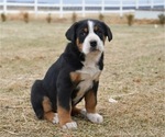 Small Greater Swiss Mountain Dog