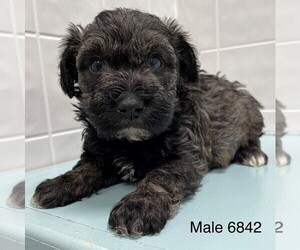 Poodle (Toy)-Schnauzer (Miniature) Mix Puppy for sale in CLARE, IL, USA