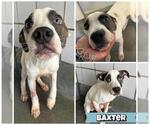 Small American Staffordshire Terrier Mix
