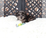 Small #3 Poochon