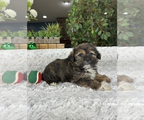 Medium Photo #4 Shorkie Tzu Puppy For Sale in GREENFIELD, IN, USA